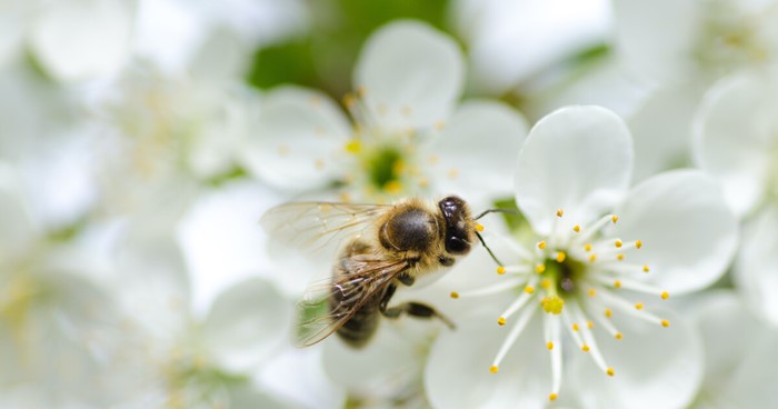 Uzmanlardan Süper Gribe Karşı Propolis Önerisi